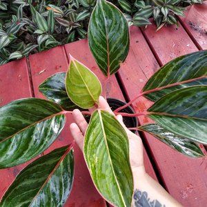 *SOLD* AGLAONEMA CANDY CANE /CHINESE EVERGREEN